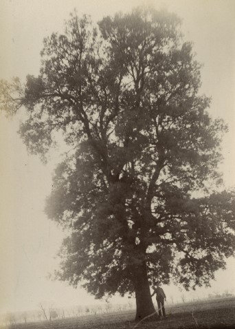 portraits-arbres